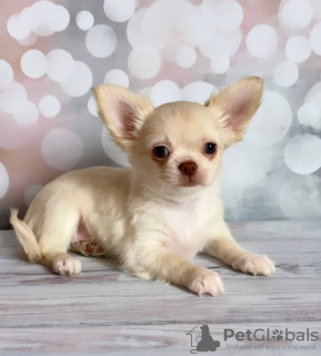 Photo №2 to announcement № 104808 for the sale of chihuahua - buy in Germany 