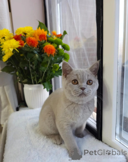 Photo №1. british shorthair - for sale in the city of ALAVUS | 516$ | Announcement № 178128