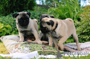 Photo №1. pug - for sale in the city of London | negotiated | Announcement № 123497