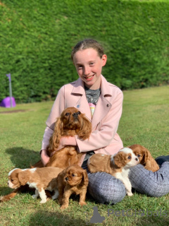 Photo №4. I will sell cavalier king charles spaniel in the city of Kufstein. private announcement, breeder - price - 1032$