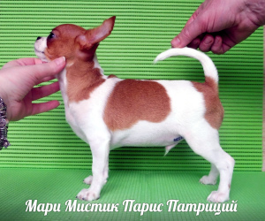 Photo №1. chihuahua - for sale in the city of St. Petersburg | 1081$ | Announcement № 1387