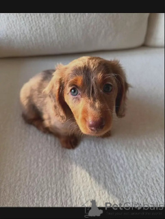 Photo №4. I will sell dachshund in the city of Geneva. breeder - price - negotiated