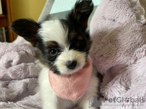 Photo №1. papillon dog - for sale in the city of Texas City | 300$ | Announcement № 42179