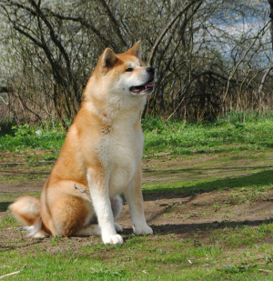 Photo №1. akita - for sale in the city of Ryazan | 472$ | Announcement № 6471