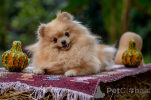 Additional photos: High quality Pomeranian puppies