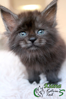 Photo №4. I will sell maine coon in the city of St. Petersburg. from nursery, breeder - price - 406$