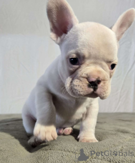 Photo №4. I will sell french bulldog in the city of Alberville. private announcement - price - Is free