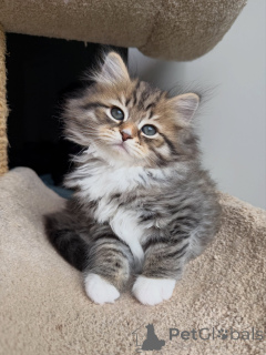 Photo №1. siberian cat - for sale in the city of Magdeburg | negotiated | Announcement № 175555