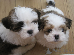 Photo №1. shih tzu - for sale in the city of Barsbüttel | negotiated | Announcement № 167570