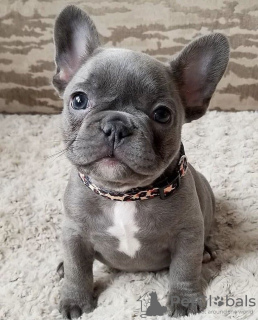 Photo №1. french bulldog - for sale in the city of Jyväskylä | negotiated | Announcement № 103874