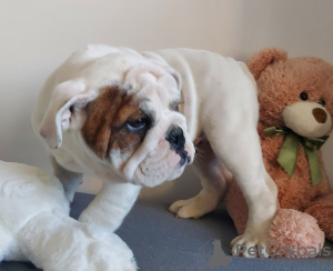 Photo №4. I will sell english bulldog in the city of Gdańsk. breeder - price - negotiated