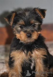 Additional photos: Magnificent miniature Yorkshire terrier puppies