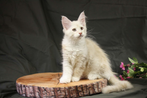 Photo №1. maine coon - for sale in the city of Nizhny Novgorod | 633$ | Announcement № 3259