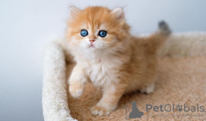 Photo №1. persian cat - for sale in the city of Miami | 317$ | Announcement № 98203