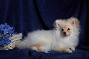 Photo №1. german spitz - for sale in the city of Voronezh | Negotiated | Announcement № 4810