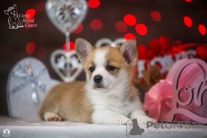 Additional photos: Very beautiful Pembroke Welsh Corgi puppy for sale