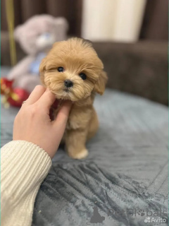 Photo №2 to announcement № 162527 for the sale of maltipu - buy in Germany breeder