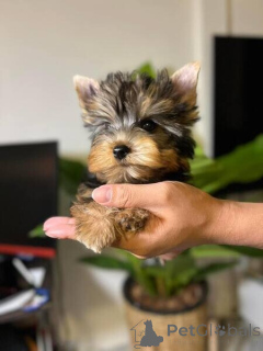 Photo №1. yorkshire terrier - for sale in the city of Arrondissement de Berchtesgaden-Campagne | negotiated | Announcement № 166401