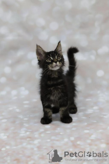 Photo №1. maine coon - for sale in the city of Munich | 250$ | Announcement № 97972