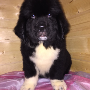 Photo №1. newfoundland dog - for sale in the city of Ufa | 445$ | Announcement № 3859
