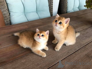 Photo №1. british shorthair - for sale in the city of Dudeldorf | 361$ | Announcement № 172303
