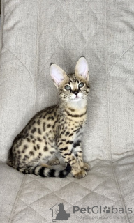 Photo №4. I will sell savannah cat in the city of Москва. from nursery - price - 9659$