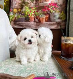 Photo №2 to announcement № 165270 for the sale of bichon frise - buy in Belgium private announcement, breeder