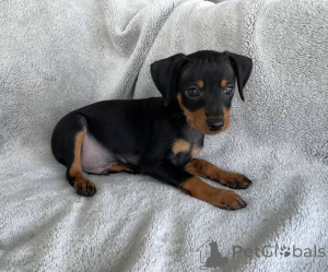 Photo №1. miniature pinscher - for sale in the city of Augsburg | 250$ | Announcement № 156399