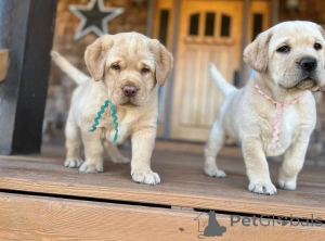 Photo №2 to announcement № 160968 for the sale of  - buy in United Kingdom breeder