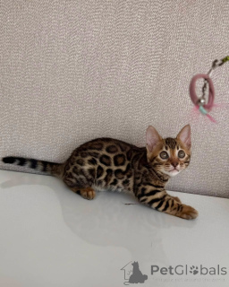 Photo №3. Playful Bengal Kitten Spotted Mini-Leopard Ready for Adventure. Sweden