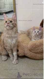 Photo №1. maine coon - for sale in the city of Al Ain | negotiated | Announcement № 143463
