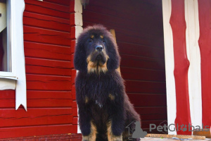 Photo №2 to announcement № 11932 for the sale of tibetan mastiff - buy in Belarus private announcement