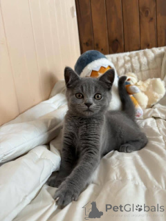 Photo №3. British shorthair kittens, Business whatsapp447400576553. Finland