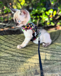 Photo №3. Healthy Bengal Kittens Available for Adoption. Germany