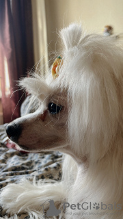 Photo №2 to announcement № 95462 for the sale of chinese crested dog - buy in Russian Federation private announcement