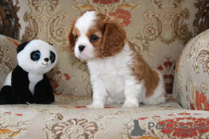 Photo №3. Cavalier king Charles Spaniel puppies  for adoption. United States