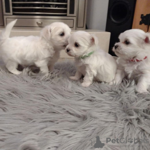 Photo №1. maltese dog - for sale in the city of Poznan | Is free | Announcement № 71210