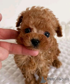 Photo №2 to announcement № 133705 for the sale of  - buy in United States 