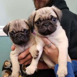 Photo №2 to announcement № 4841 for the sale of pug - buy in Lithuania breeder