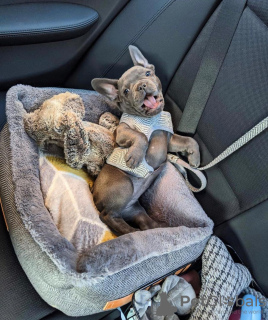 Photo №3. female french bull dog puppy. Belgium