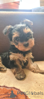 Photo №3. York Terrier Girl. Poland