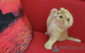 Photo №3. Scottish Fold male kitten. United States