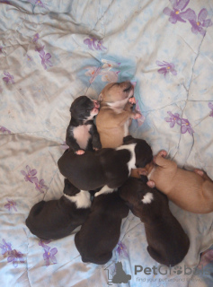 Photo №2 to announcement № 8325 for the sale of american pit bull terrier - buy in Belarus private announcement
