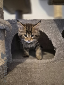 Photo №3. Maine Coon polydact (4*6). Germany