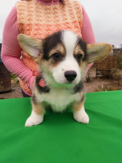 Additional photos: Welsh Corgi Pembroke Puppies