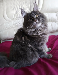 Photo №1. maine coon - for sale in the city of Nikolaev | Negotiated | Announcement № 6001