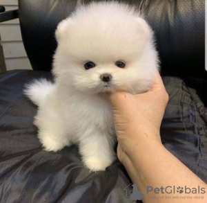 Photo №1. pomeranian - for sale in the city of Forbes Reef | Is free | Announcement № 11033