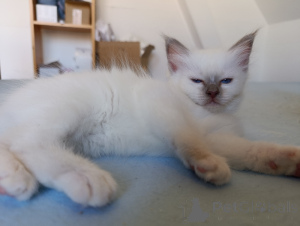 Photo №2 to announcement № 172025 for the sale of birman - buy in Belgium 