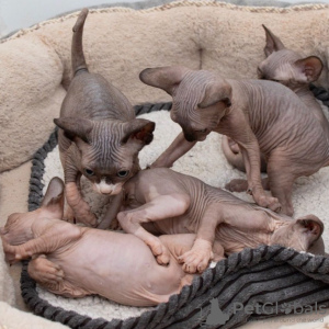 Photo №4. I will sell sphynx cat in the city of Лумийоки. private announcement - price - 454$