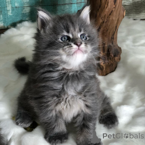Photo №1. maine coon - for sale in the city of Basel | negotiated | Announcement № 166214